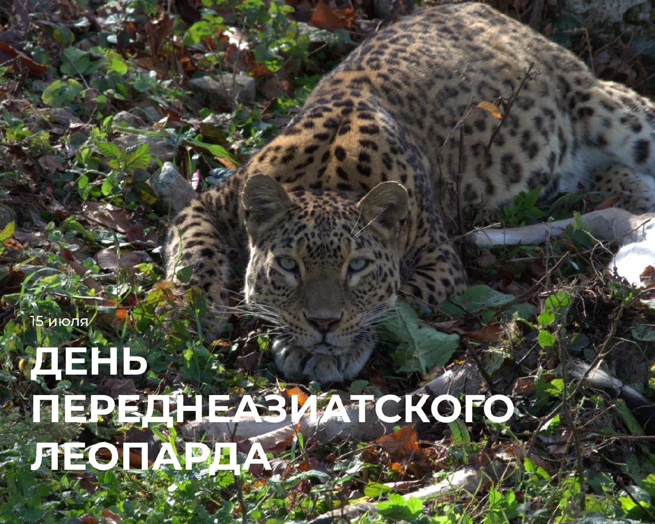 15 июля на Сириус Автодроме — День леопарда со скидками